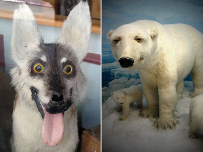 Deeply Upsetting (But Hilarious) Taxidermy Fails