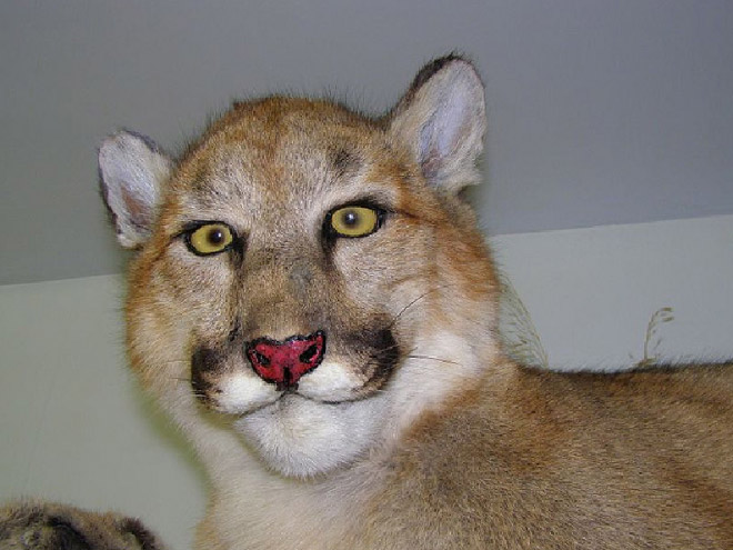 Deeply Upsetting (But Hilarious) Taxidermy Fails