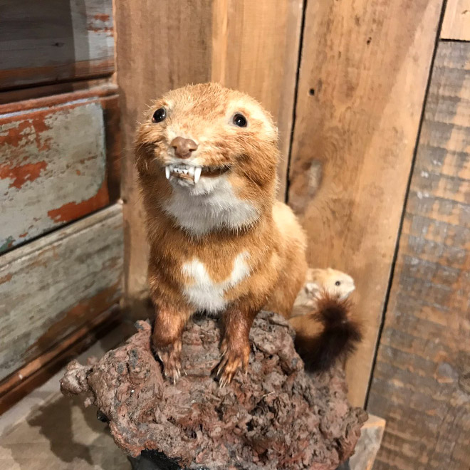 Deeply Upsetting (But Hilarious) Taxidermy Fails