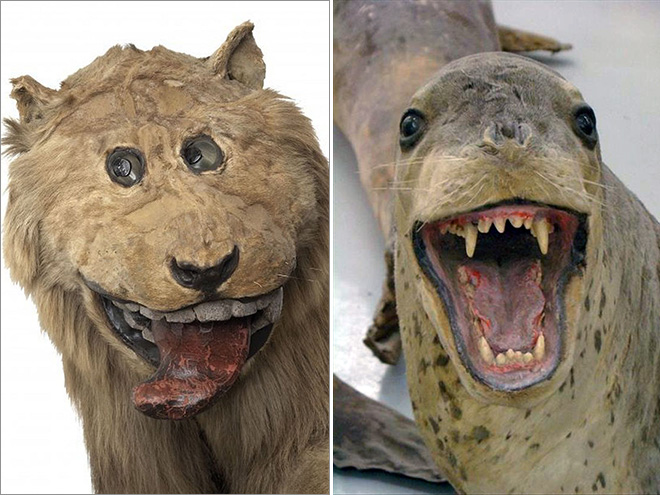 Deeply Upsetting (But Hilarious) Taxidermy Fails