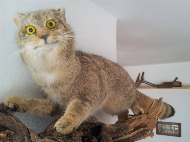 Deeply Upsetting (But Hilarious) Taxidermy Fails