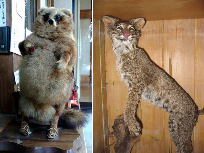 Deeply Upsetting (But Hilarious) Taxidermy Fails