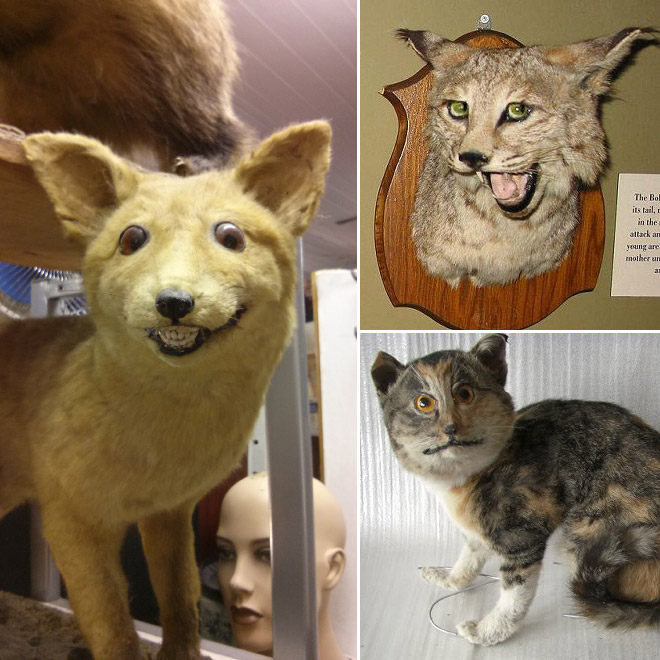 Deeply Upsetting (But Hilarious) Taxidermy Fails