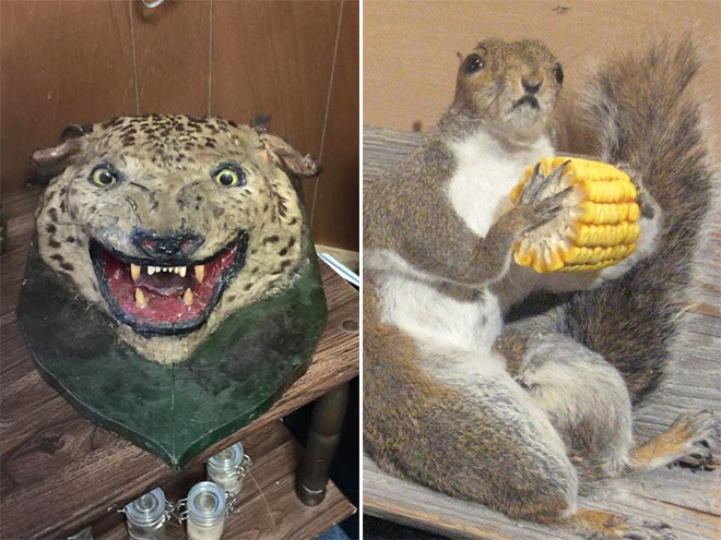 Deeply Upsetting (But Hilarious) Taxidermy Fails