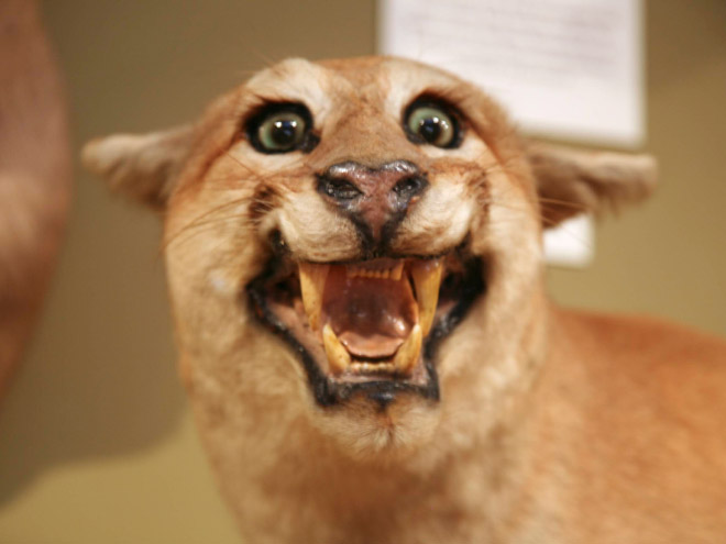 Deeply Upsetting (But Hilarious) Taxidermy Fails