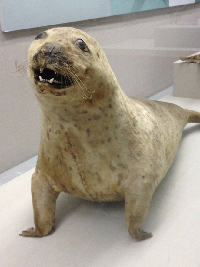 Deeply Upsetting (But Hilarious) Taxidermy Fails