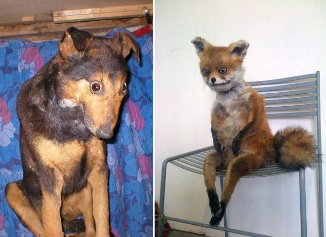 Deeply Upsetting (But Hilarious) Taxidermy Fails