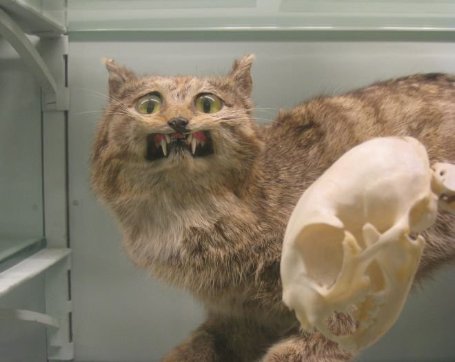 Deeply Upsetting (But Hilarious) Taxidermy Fails