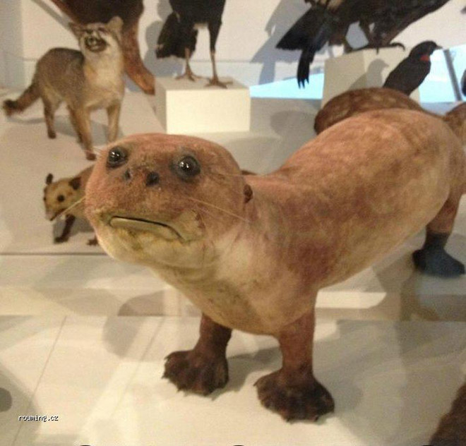 Deeply Upsetting (But Hilarious) Taxidermy Fails