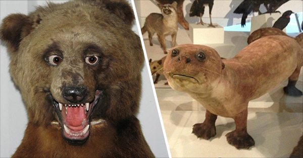 Deeply Upsetting (But Hilarious) Taxidermy Fails