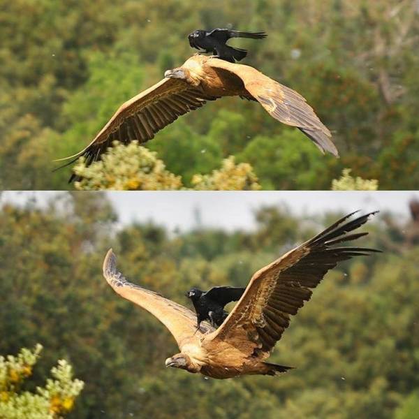 A crow hitching a ride on a vulture.