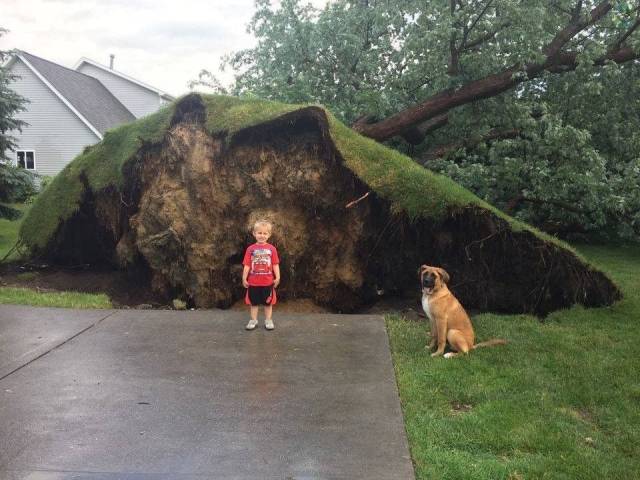 kid and a dog near a fallen tree