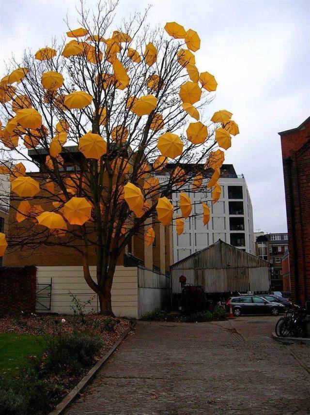 yellow umbrella tree