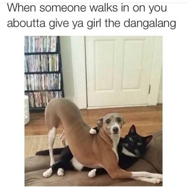 dog cat you re home early - When someone walks in on you aboutta give ya girl the dangalang