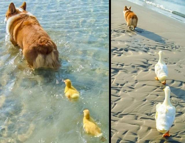 Ducklings that follow a dog like it is there mother even after they are grown up.