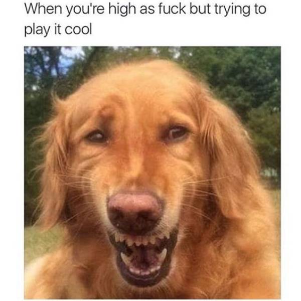 you re looking for an adult - When you're high as fuck but trying to play it cool