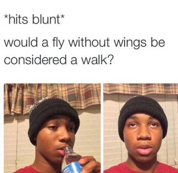 hits blunt meme - hits blunt would a fly without wings be considered a walk?