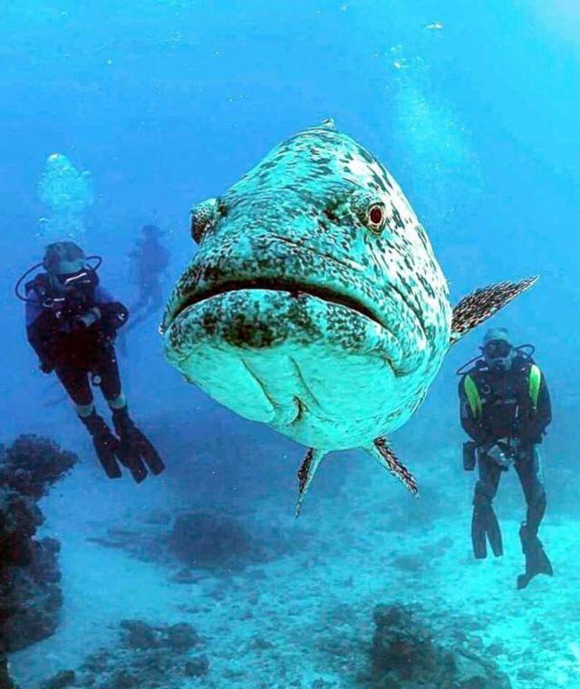underwater wildlife