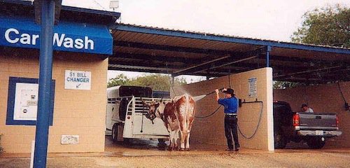 Texas-Everything’s bigger in Texas, including the line to hose down your heifer.

If you want an undercoat wax, that’s going to cost you extra.