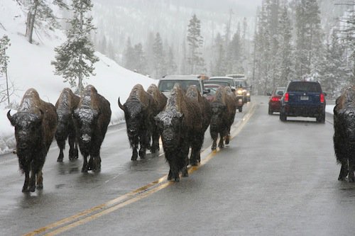 Wyoming-Why did the buffalo cross the road?

No clue, but I’m not getting out of my car to find out the answer.