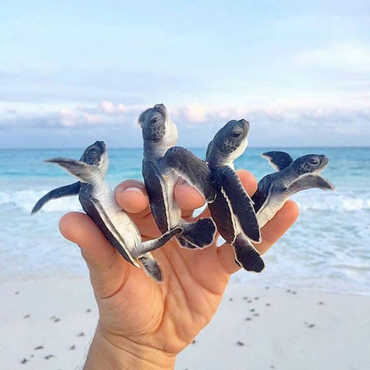 random pic cayo largo baby turtles