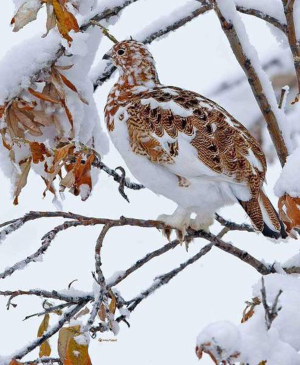 random pic alaska state bird willow ptarmigan