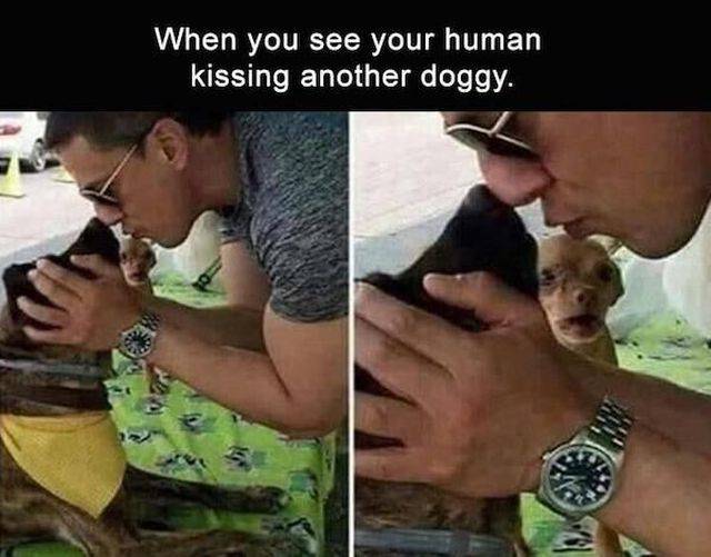 random pic meme betrayal - When you see your human kissing another doggy.