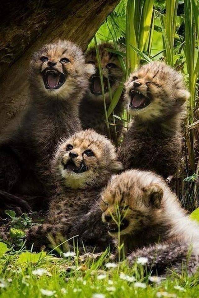 random pic little cheetahs