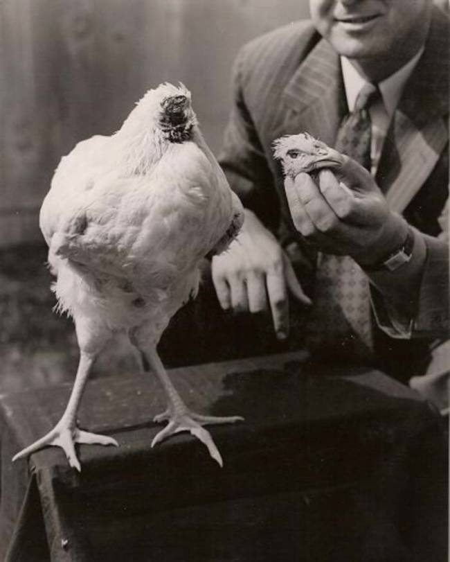 Mike, the headless chicken, survived for 18 months after his head was chopped off.