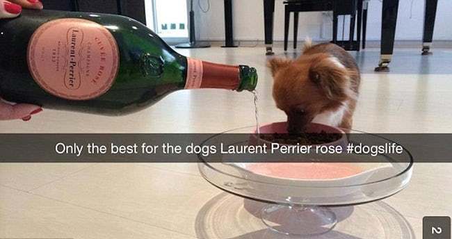 rich kids snapchatrich kids on snapchat - LaurentPerrier Only the best for the dogs Laurent Perrier rose