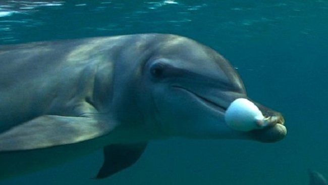 Scientists have observed dolphins chewing on pufferfish, passing them around, and getting high off of it, acting in peculiar ways.