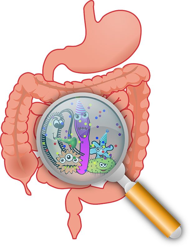 The 100 trillion bacteria that help you digest food in your intestines will eventually eat you when you die.