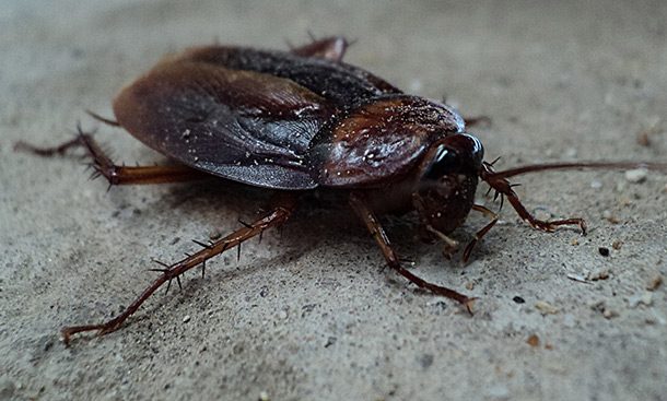 A cockroach can survive a full week without its head. It only dies because without a mouth, it can't drink and thus dies of thirst