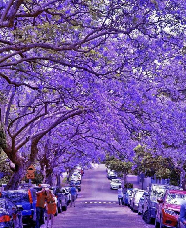 purple blossom street -