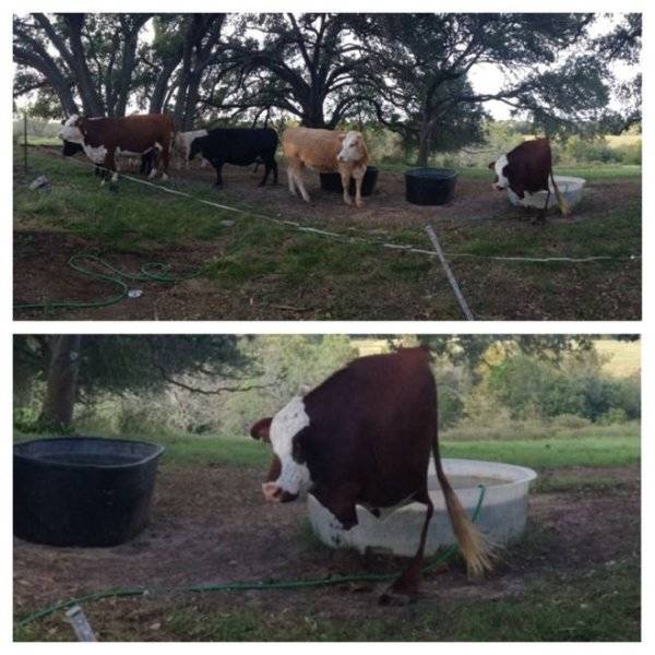 funny cow panorama