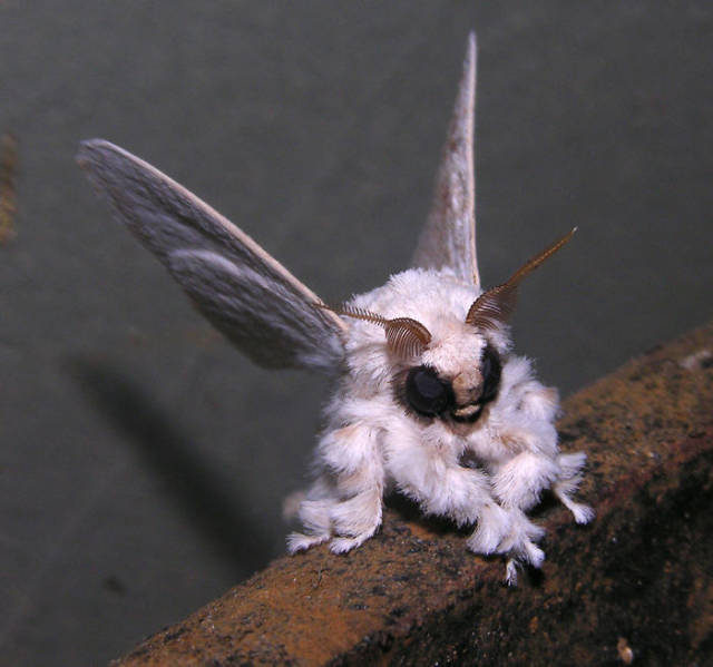 Venezuelan Poodle Moth

Discovered in Venezuela in 2009, this new species of alien-looking moth has poodle-like fur covering its head, thorax, abdomen, and even its wings.