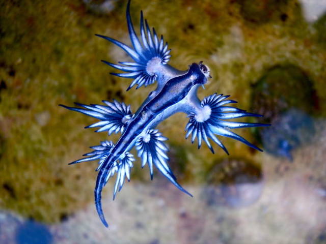 Glaucus Atlanticus

Also known as the blue dragon, this creature is a is a species of blue sea slug. You could find it in warm waters of the oceans, as it floats on the surface because of a gas-filled sac in its stomach.