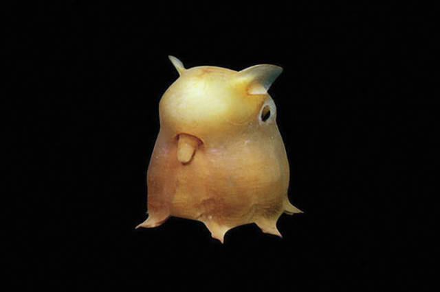 Dumbo Octopus

Dumbo octopus is an umbrella octopus found all around the world. Its name comes from Disney's "Dumbo" because of the creature's ears bearing similarity to the movies' title character.