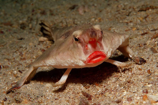 Red-Lipped Batfish

Found on the Galapagos Islands, this fish is actually a pretty bad swimmer, and uses its pectoral fins to walk on the bottom of the ocean.