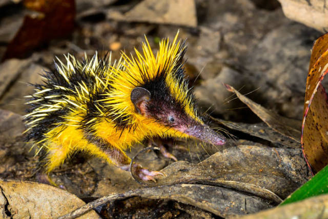 Lowland Streaked Tenrec

Found in Madagascar, Africa, this small tenrec is the only mammal known to use stridulation for generating sound – something that’s usually associated with snakes and insects.
