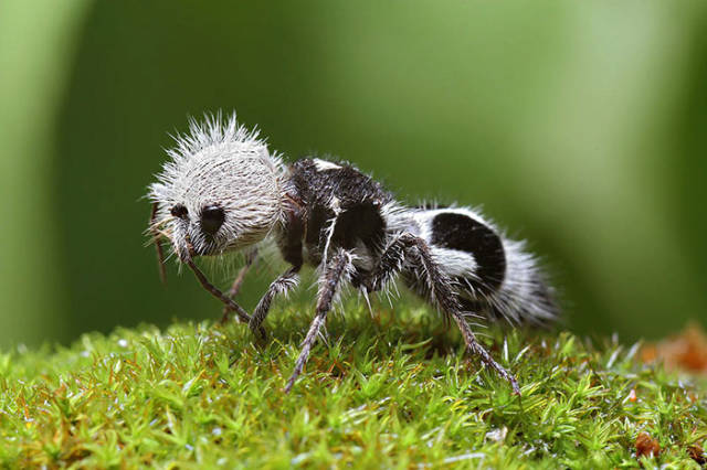 Panda Ant

Despite looking like an ant and being referred as such, it is in fact a form of wingless wasp. This insect is also known as cow-killer. Females possess thicker fur but lack wings. The furry panda ant lives for about 2 years.