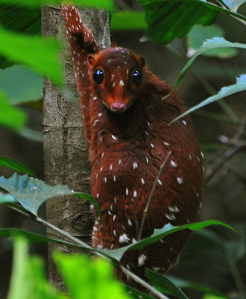Sunda Colugo

Sunda Colugo or Sunda flying lemur is a species of colugo, native to Indonesia, Thailand, Malaysia, and Singapore. It is not, in fact, a lemur and it does not fly, gliding instead. Sunda Colugo is active at night and feeds on soft plant parts like young leaves, shoots, flowers, and fruits.