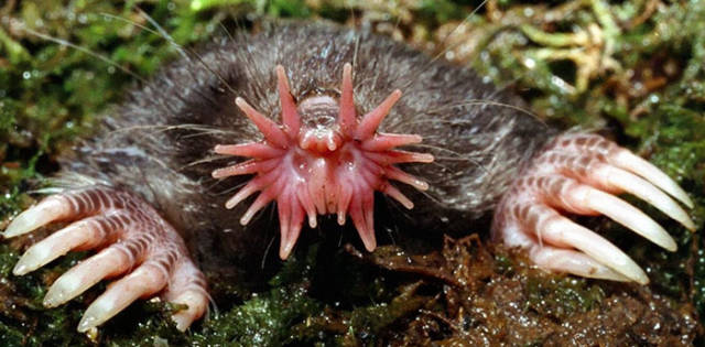 Star-Nosed Mole
A a small mole found in wet low areas in the northern parts of North America, Star-nosed mole is easily identifiable by its snout which is used as a touch organ with more than 25,000-minute sensory receptors. Named Eimer's organs, the receptors are great at deteting seismic waves.