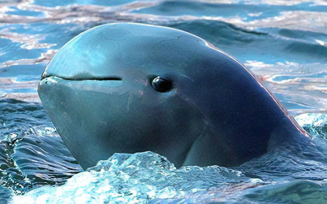 Irrawaddy Dolphin

Irrawaddy Dolphin is an oceanic dolphin found in the Bay of Bengal and Southeast Asia. Its most notable feature is a round head with no distinct beak.