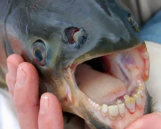 Pacu

Pacu have square, straight teeth, which are uncannily similar to human teeth. Pacu, unlike piranha, mainly feed on plant material and not flesh or scales.