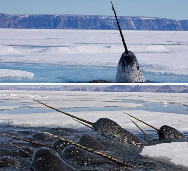 Narwhal

This medium-toothed whale has a large "tusk" from a protruding canine tooth and is found in the arctic, has been valued for over 1000 years by the Inuit people for its meat and ivory.
