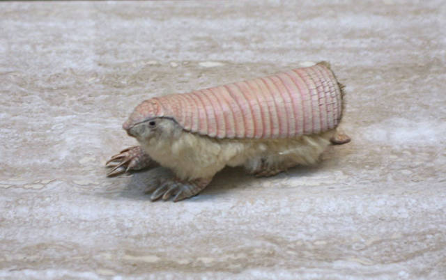 Pink Fairy Armadillo

Found in central Argentina, the pink fairy armadillo is the smallest species of armadillo. They have small eyes, silky yellowish white fur, and a flexible dorsal shell that is solely attached to its body by a thin dorsal membrane.