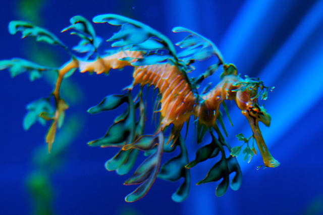 Leafy Seadragon

Found along the southern and western coasts of Australia, the leafy seadragon is a marine fish with long leaf-like protrusions coming from all over the body, that serves as camouflage.