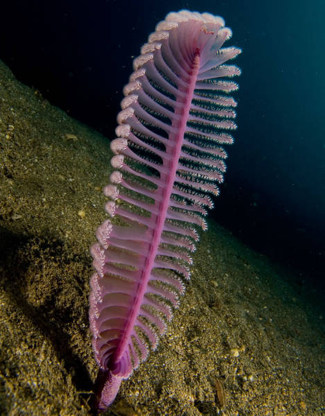 Sea Pen

Sea pen is a colonial animal with multiple polyps that 'root' itself in sandy or muddy substrate. They mainly catch plankton. When touched, some sea pens emit a bright greenish light.