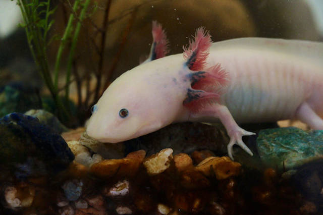 Axolotl

Also known as a Mexican salamander, the axolotl is a critically endangered salamander. They are used extensively for research because of their regenerative qualities.